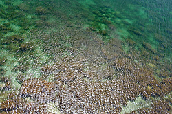 ���� �� ���� ��� �����������, ������ ���� ����, ���������� ���������