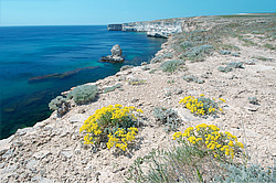 ���������� ���������, ����