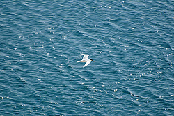 ������ (Sterna) ����� ��� �����, ������ ����, ����