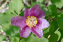 ������� �������� �������, �������� �������