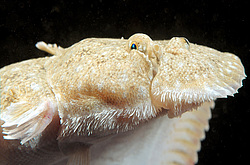 ������� - ������� ����, �����, ��� ������� (Solea lascaris nasuta, Solea nasuta) ������ ����