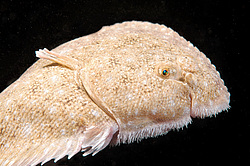 ������� - ������� ����, �����, ��� ������� (Solea lascaris nasuta, Solea nasuta) ������ ����