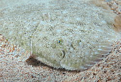 ������� - ������� ����, �����, ��� ������� (Solea lascaris nasuta, Solea nasuta) ������ ����