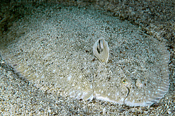 ������� - ������� ����, �����, ��� ������� (Solea lascaris nasuta, Solea nasuta) ������ ����