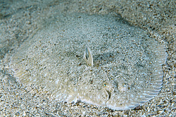 ������� - ������� ����, �����, ��� ������� (Solea lascaris nasuta, Solea nasuta) ������ ����