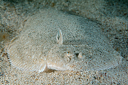 ������� - ������� ����, �����, ��� ������� (Solea lascaris nasuta, Solea nasuta) ������ ����