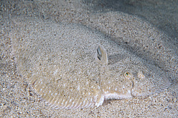 ������� - ������� ����, �����, ��� ������� (Solea lascaris nasuta, Solea nasuta) ������ ����