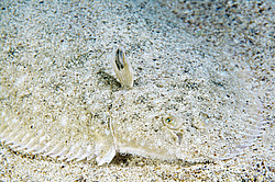 ������� - ������� ����, �����, ��� ������� (Solea lascaris nasuta, Solea nasuta) ������ ����