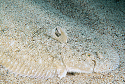 ������� - ������� ����, �����, ��� ������� (Solea lascaris nasuta, Solea nasuta) ������ ����