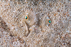 ������� - ������� ����, �����, ��� ������� (Solea lascaris nasuta, Solea nasuta) ������ ����