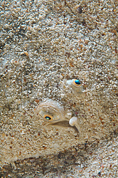 ������� - ������� ����, �����, ��� ������� (Solea lascaris nasuta, Solea nasuta) ������ ����