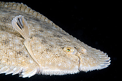 ������� - ������� ����, �����, ��� ������� (Solea lascaris nasuta, Solea nasuta) ������ ����