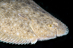 ������� - ������� ����, �����, ��� ������� (Solea lascaris nasuta, Solea nasuta) ������ ����