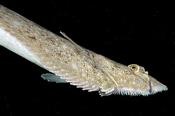 ������� - ������� ����, �����, ��� ������� (Solea lascaris nasuta, Solea nasuta) ������ ����