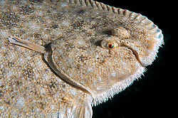 ������� - ������� ����, �����, ��� ������� (Solea lascaris nasuta, Solea nasuta) ������ ����