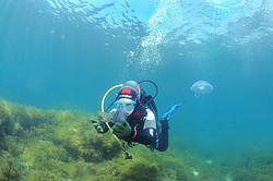 ������� ������� ������� ��� ����� �� ����������� (Mnemiopsis leidyi) ������ ����, ����