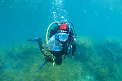 ������� ������� ������� ��� ����� �� ������� ������ ������� (Aurelia aurita). ������ ����, ����