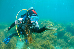 ������� �������-������������� � �������� ������� �� �����. ������ ����, ����, �������