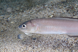 ������ ����, ��������� ���������� ����. ��������� ������