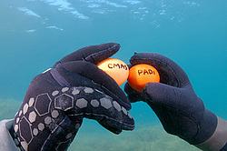 ����� ��� �����, ������� ��������� �������� ���� � �������� PADI � CMAS. ������ ����, ����