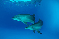 ������� ������� (Tursiops truncatus)