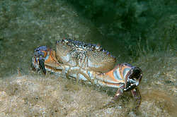 �������� ����, ��� ���� ������ (Eriphia verrucosa)
