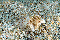 ��� ��������� ������ (Diogenes pugilator)