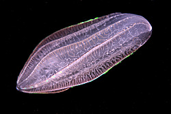 ������ ��������� ����� (Beroe ovata)