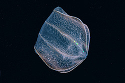 ������ ��������� ����� (Beroe ovata)