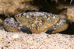 �������� ����, ��� ���� ������ (Eriphia verrucosa)