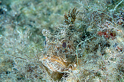 ��������, ��� ������� ���  (Scorpaena porcus)