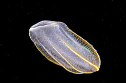 ������ ��������� ����� (Beroe ovata)