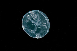 ������ �������, ������� ������ (Aurelia aurita)