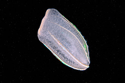 ������ ��������� ����� (Beroe ovata)