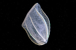 ������ ��������� ����� (Beroe ovata)