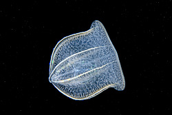 ������ ��������� ����� (Beroe ovata)