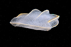 ������ ��������� ����� (Beroe ovata)