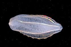 ������ ��������� ����� (Beroe ovata)