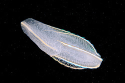 ������ ��������� ����� (Beroe ovata)