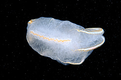 ������ ��������� ����� (Beroe ovata)