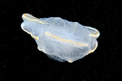 ������ ��������� ����� (Beroe ovata)