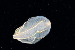 ������ ��������� ����� (Beroe ovata)