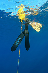 ���������� � ������, ������ ����, �������� ����