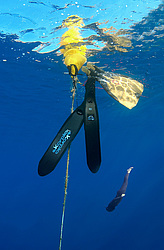 ���������� � ������, ������ ����, �������� ����