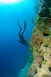 ���������� � ������, ������ ����, �������� ����