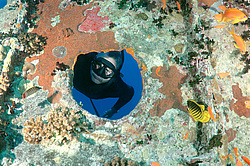 ���������� ����� 'SS Thistlegorm' . ������� ���� , ������