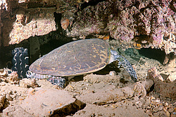 ������� ������� �������� ���� ��� ����������, ���������� ����� 'SS Thistlegorm' ������� ���� , ������