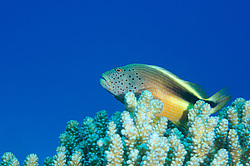 ( Paracirrhites Forsteri ) , ������� ����, ������ , ������