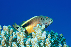 ( Paracirrhites Forsteri ) , ������� ����, ������ , ������