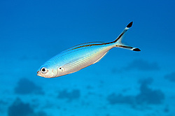 ������� �����, ������ ( Caesio caerulaurea ) ������� ���� , ������, 